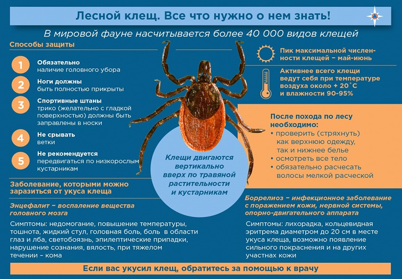 лесной клещ